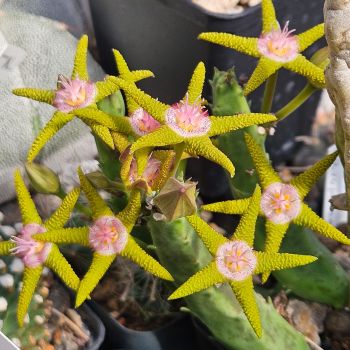 Stapelia flavopurpurea